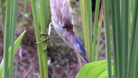 un hermoso pájaro avetoro amarillo moviéndose lentamente a través de las plantas de agua dulce para emboscar a su presa - cámara lenta