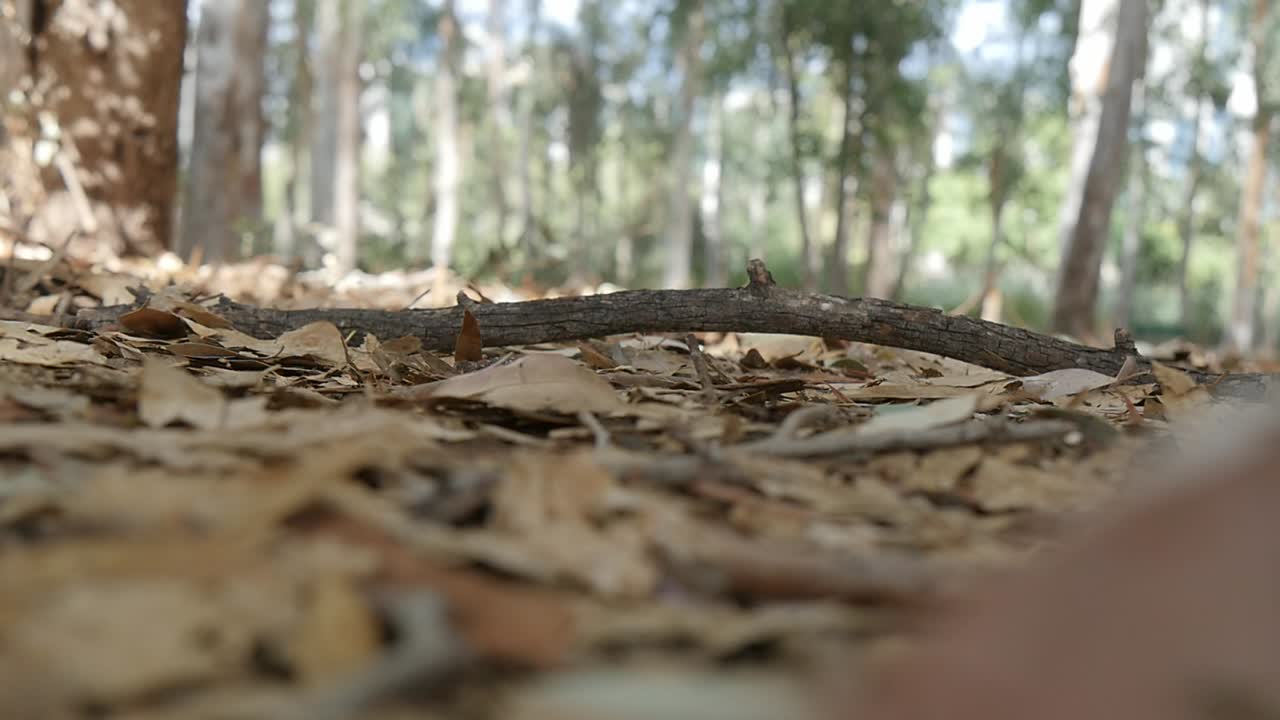 una rama cae en el bosque