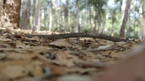 a branch falls in the woods