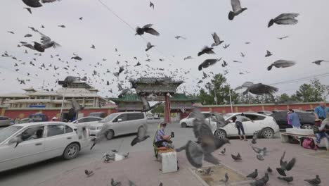 Pigeons-flying-in-slowmotion-Ulanbator-Mongolia