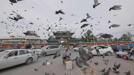 pigeons flying in slowmotion ulanbator mongolia