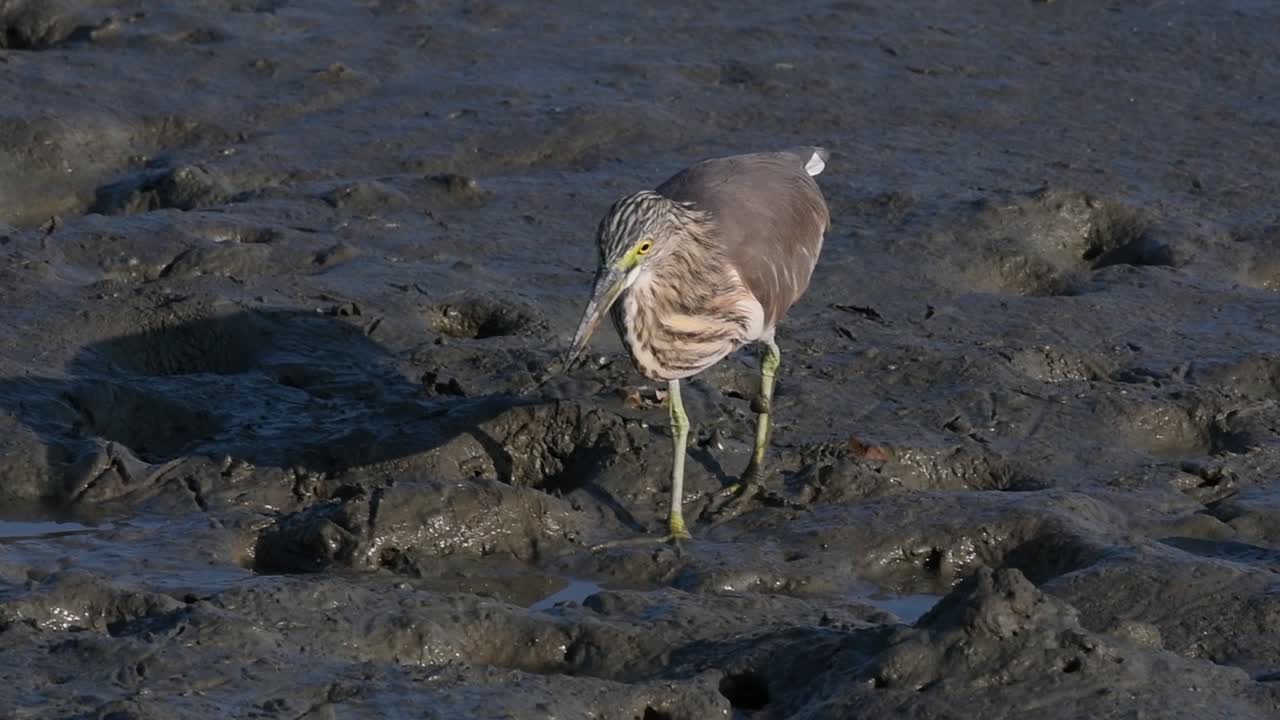 una de las garzas de estanque encontradas en tailandia que muestran diferentes plumajes según la temporada