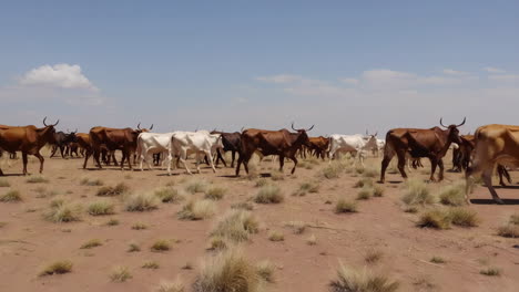 cattle herd in a dryland environment