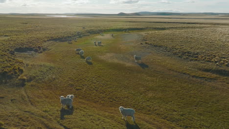 Beautiful-drone-shot-of-a-flock-of-sheep-wild-in-the-plains-of-Argentina