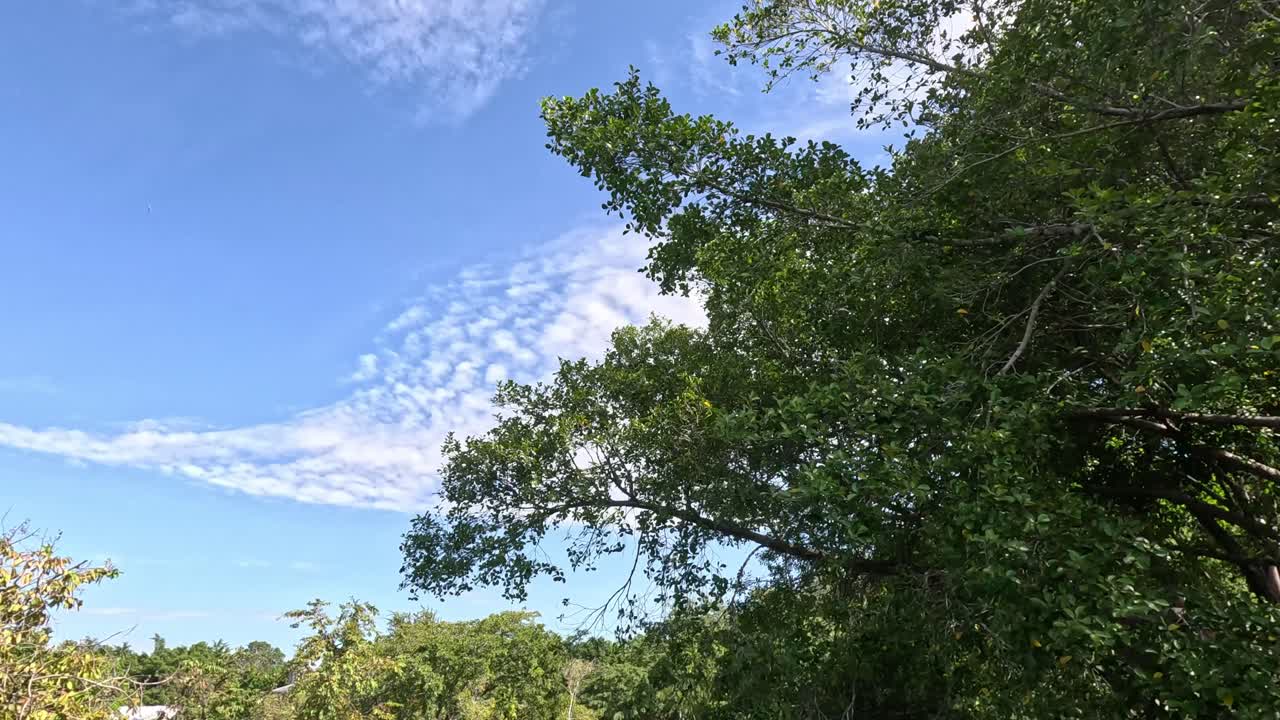 나무 가지들이 푸른 하늘을 향해 부드럽게 움직이고 있습니다.
