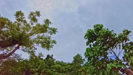 Lapso-De-Tiempo-De-Nubes-Siniestras-Que-Se-Mueven-Rápidamente-Contra-Un-Fondo-De-Bosque-Selvático