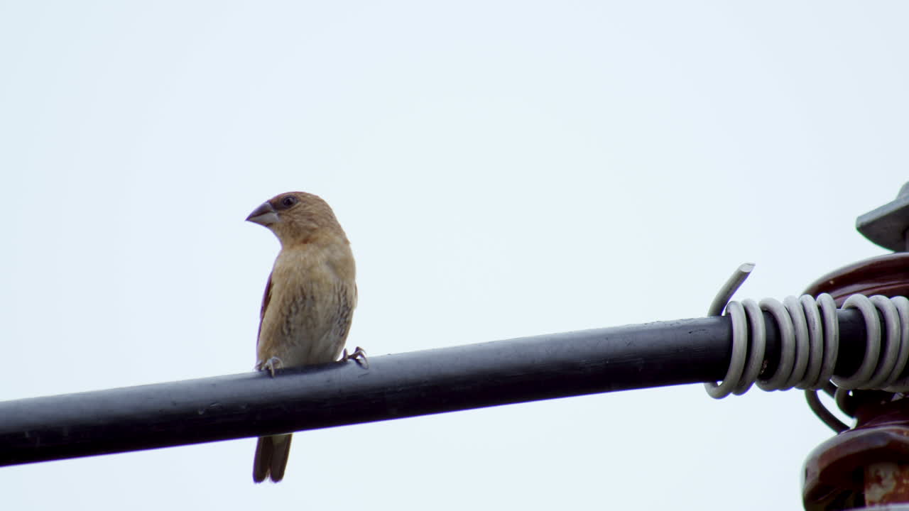 Perched on an electric wire, a scaly-breasted munia, also known as spotted munia Lonchura punctulata is looking at its surroundings and flapping its wings to balance itself