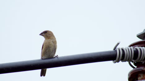 perched on an electric wire, a scaly-breasted munia, also known as spotted munia lonchura punctulata is looking at its surroundings and flapping its wings to balance itself