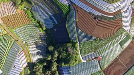 overhead drone shot of green vegetable plantation on the tropical countryside - scallion, broccoli, onion and potato plantation