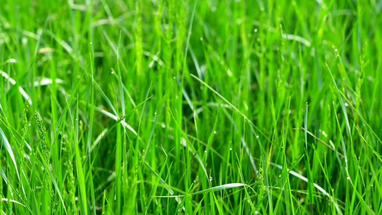 녹색 잔디 위의 불빛에 방울이 떨어집니다. 슬라이더로 습니다.