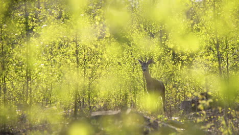 picturesque view through blurred green leaves of single young buck deer with small antlers standing looking at camera on bright sunny day, static selective focus