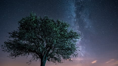 tree under the milky way