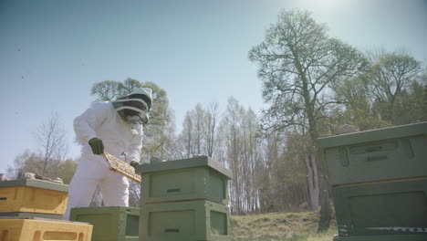 beekeeping - beekeeper removes frame during inspection, slow motion wide shot