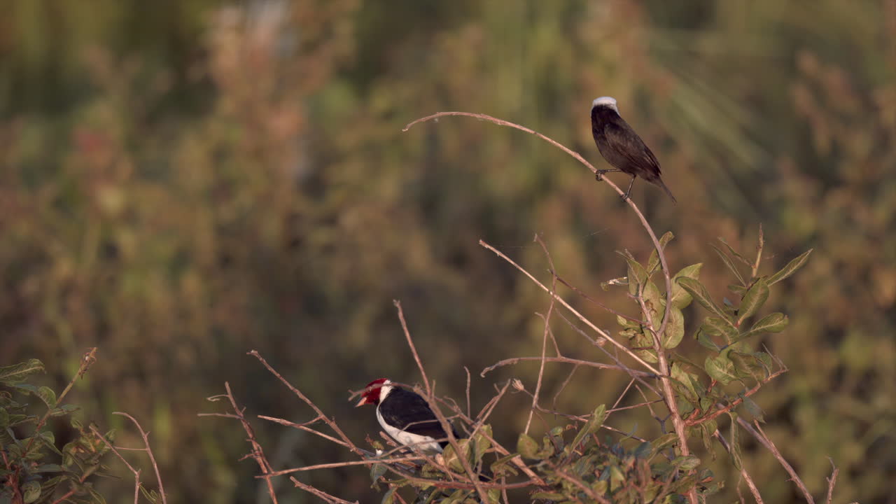 two birds Red-capped cardinal and White-headed Marsh Tyrant flycatcher marsh jungle rainforest