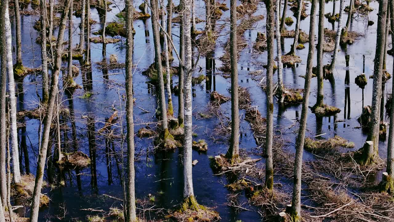 Cleared forest path seen submerged under reflective blue floodwaters in spring
