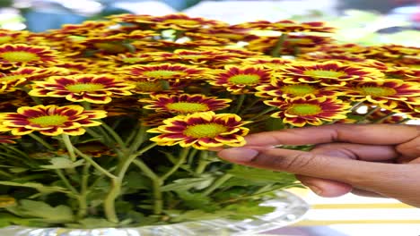 close-up of a vibrant bouquet of red and yellow chrysanthemums