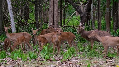 the eld's deer is an endangered species due to habitat loss and hunting