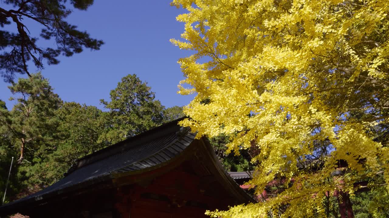 Stunning fall scenery at Japanese temple with tall Gingko tree