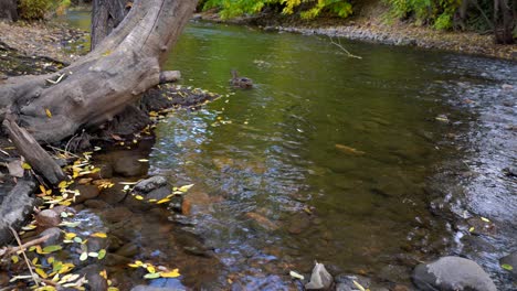 Colores-De-Otoño-A-Lo-Largo-Del-Arroyo-Boulder