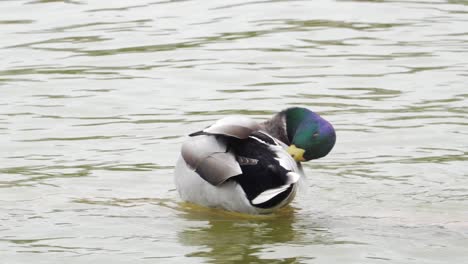 a male mallard duck grooming itself in a pond in paris, france