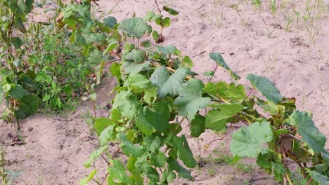 Campo-De-Uva-En-Tierras-Cultivadas-Para-Bodega-Cerca-De-Soltvadkert,-Hungría