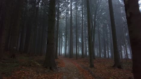 autumn forest path with colorful fallen leaves on a cold foggy morning