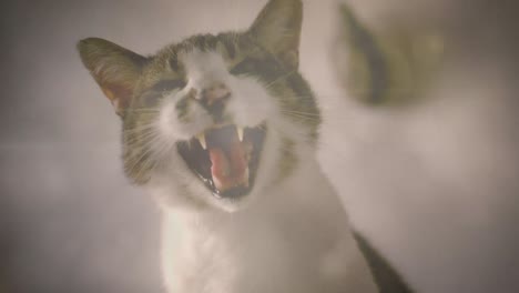 Spot-of-light-against-close-up-view-of-cat-at-home