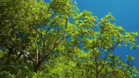 branches and leaves of a big weeping willow tree moving with the wind in new zealand