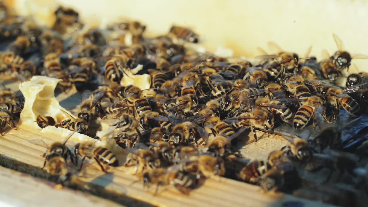 Close up view of the working bees on honeycomb in summer day. Bees turn nectar into honey.