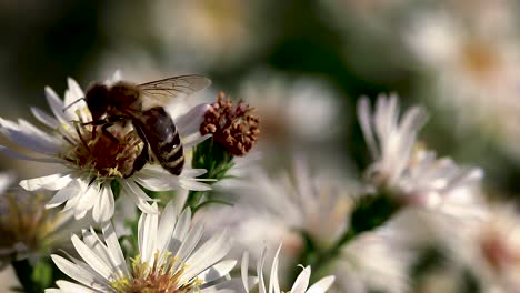 bee on flowers collecting pollen macro closeup-5