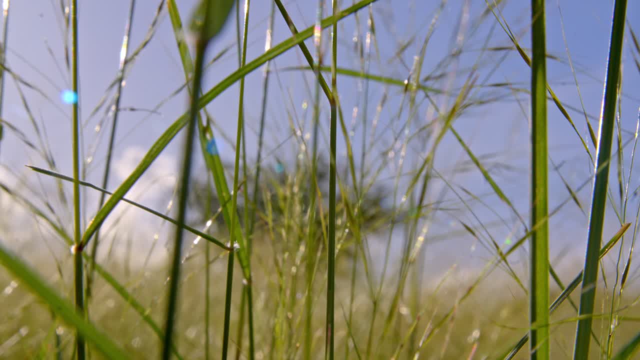 the sandy desert after the rain