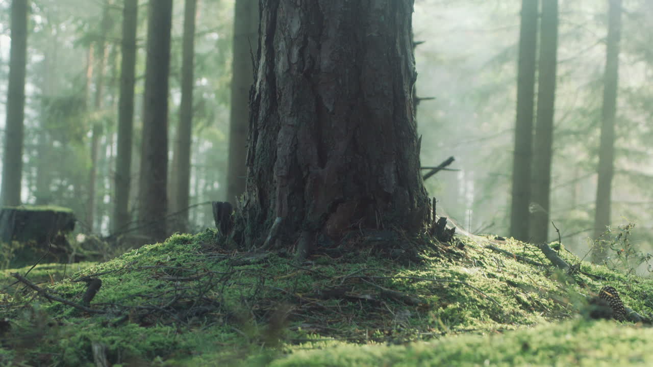 북유럽 숲의 소나무 기슭