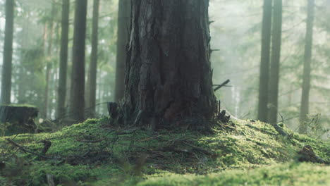 El-Pie-De-Un-Pino-En-El-Bosque-Nórdico