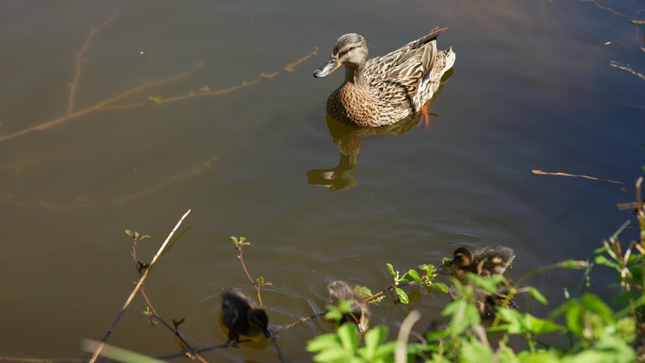 Mother Mallard and Ducklings on a Pond