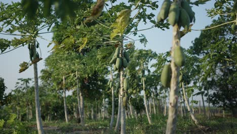 papaya plantation