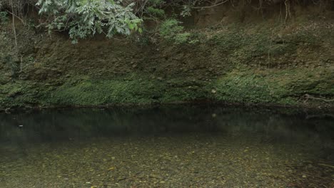 Piscina-Prístina-Del-Arroyo-Emmagen-En-El-Parque-Nacional-Daintree,-Tribulación-Del-Cabo-En-Queensland,-Australia