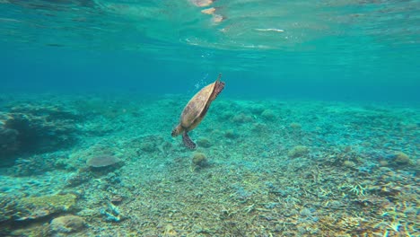 una tortuga de mar nado hasta la superficie del mar, toma un respiro, y luego se sumerge de nuevo hacia abajo