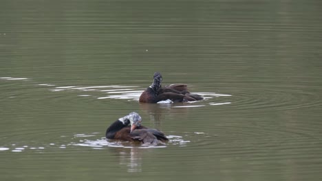 white-winged duck, asarcornis scutulata, thailand