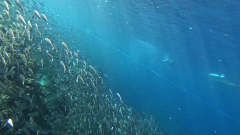 snorkeling underwater the beautiful and amazing sardines run close to the surface of moalboal cebu, philippines