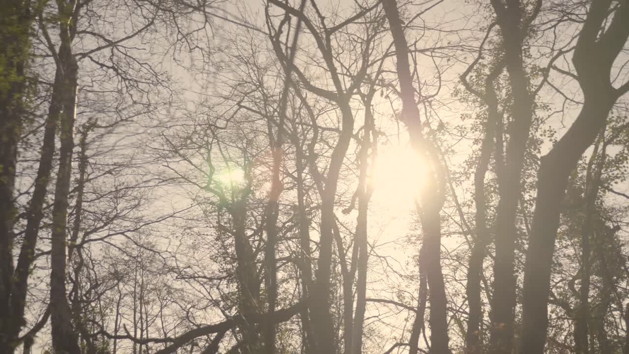 The Radiant Sunlight Shining Through The Woods In Northern Part Of Ireland. -wide shot
