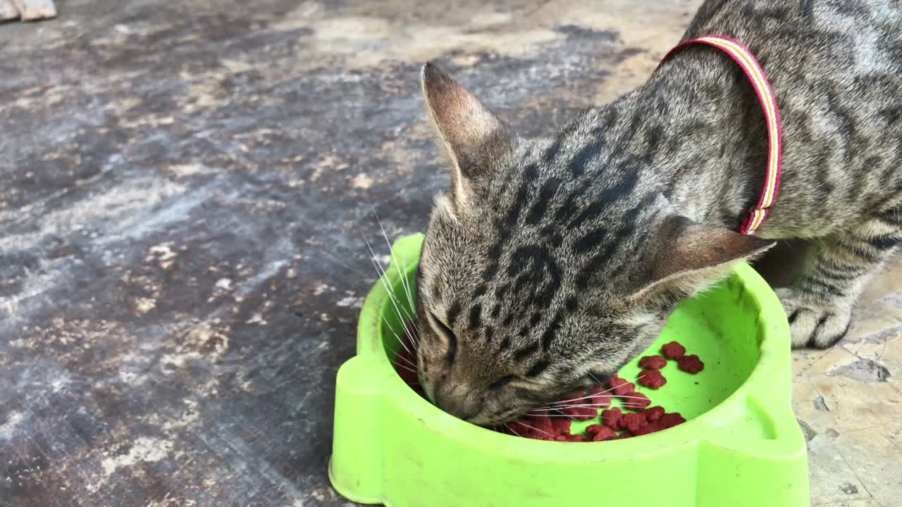 Nahaufnahme einer Thaikatze, die Katzenfutter frisst