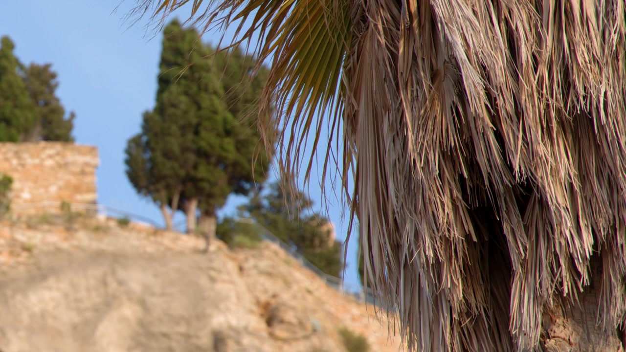 La telecamera si inclina verso il basso dalle fronde di palma per rivelare un muro di pietra storico e cipressi.