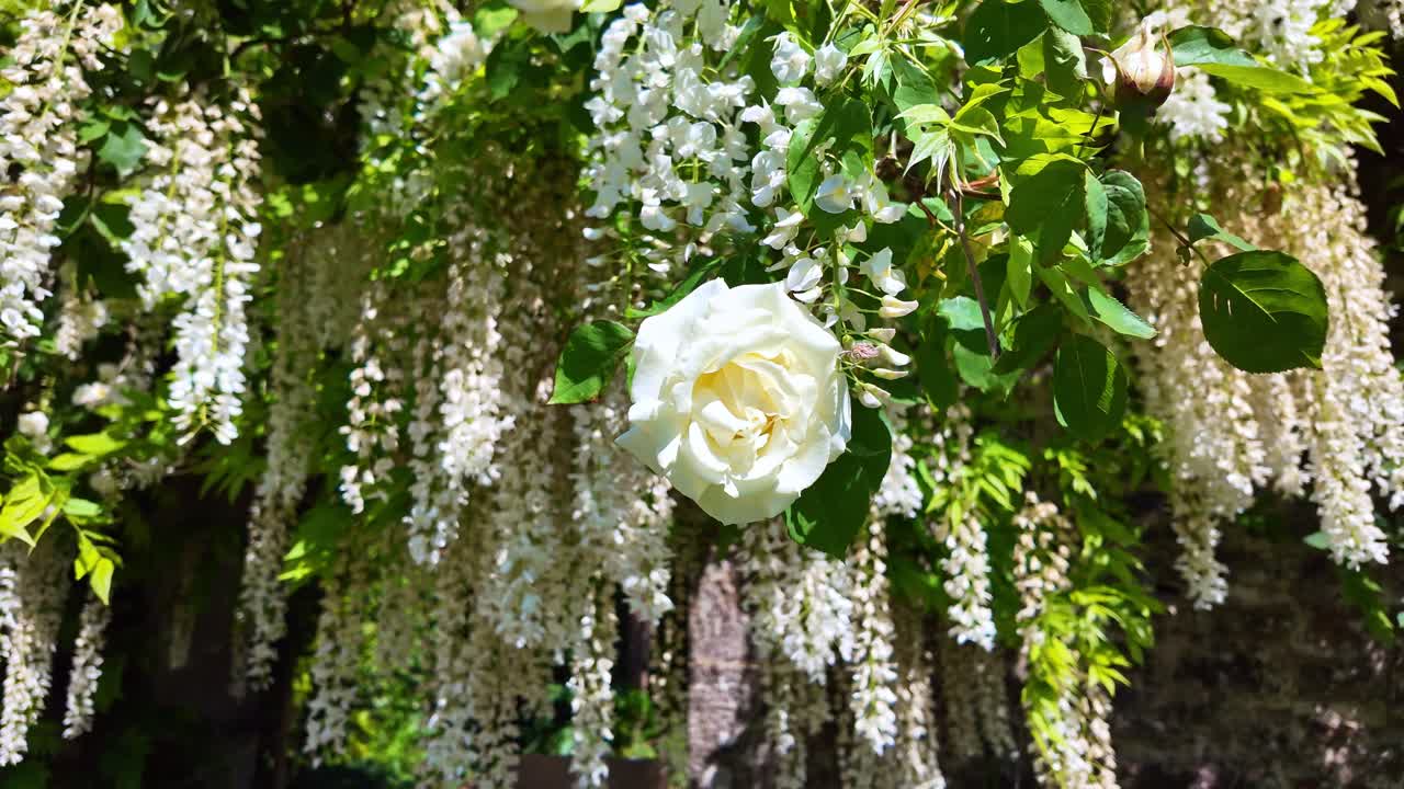 Beautiful white climbing rose intertwined with blooming white wisteria flowers against stone wall, garden, floral, romantic. Dolly in