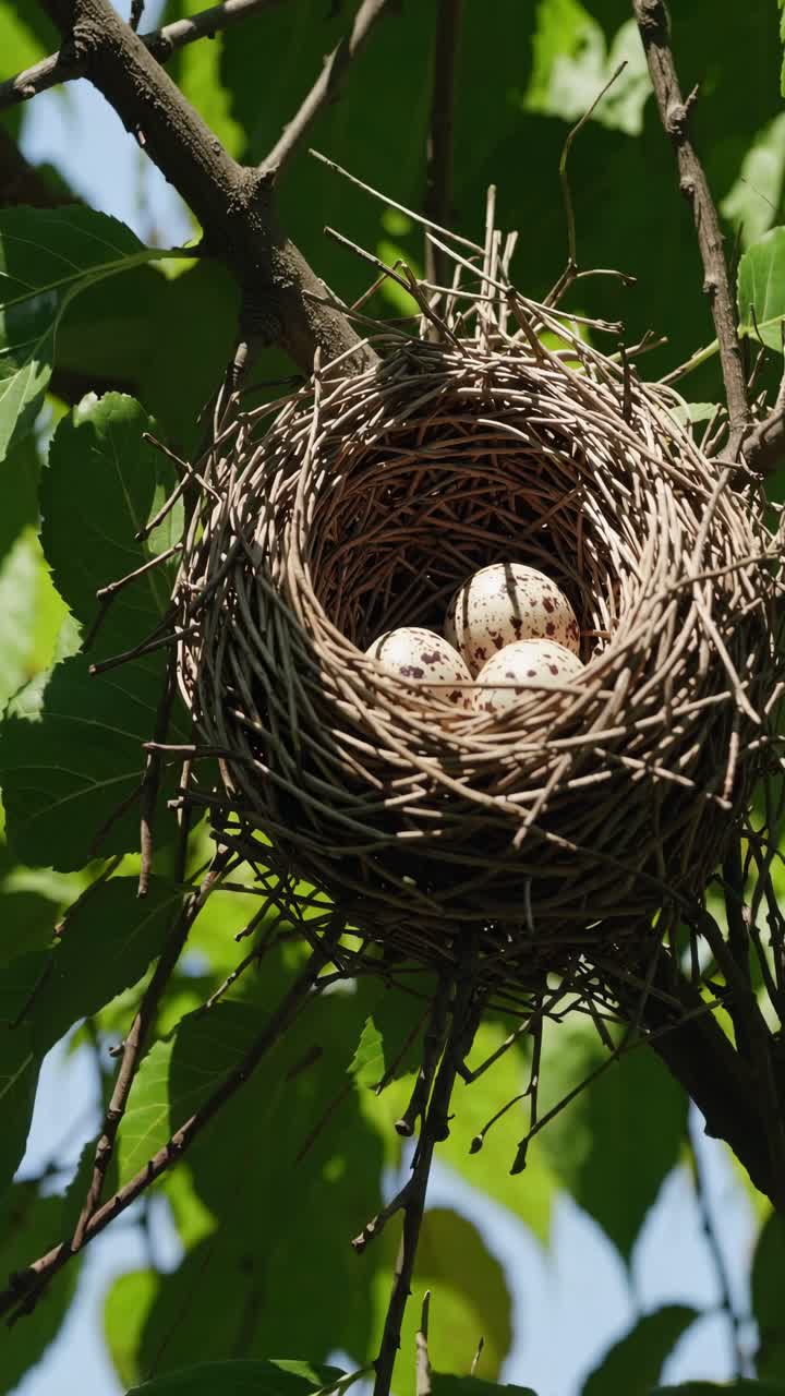 Close-up video angle of a bird's nest with speckled eggs, nestled in a tree, surrounded by lush