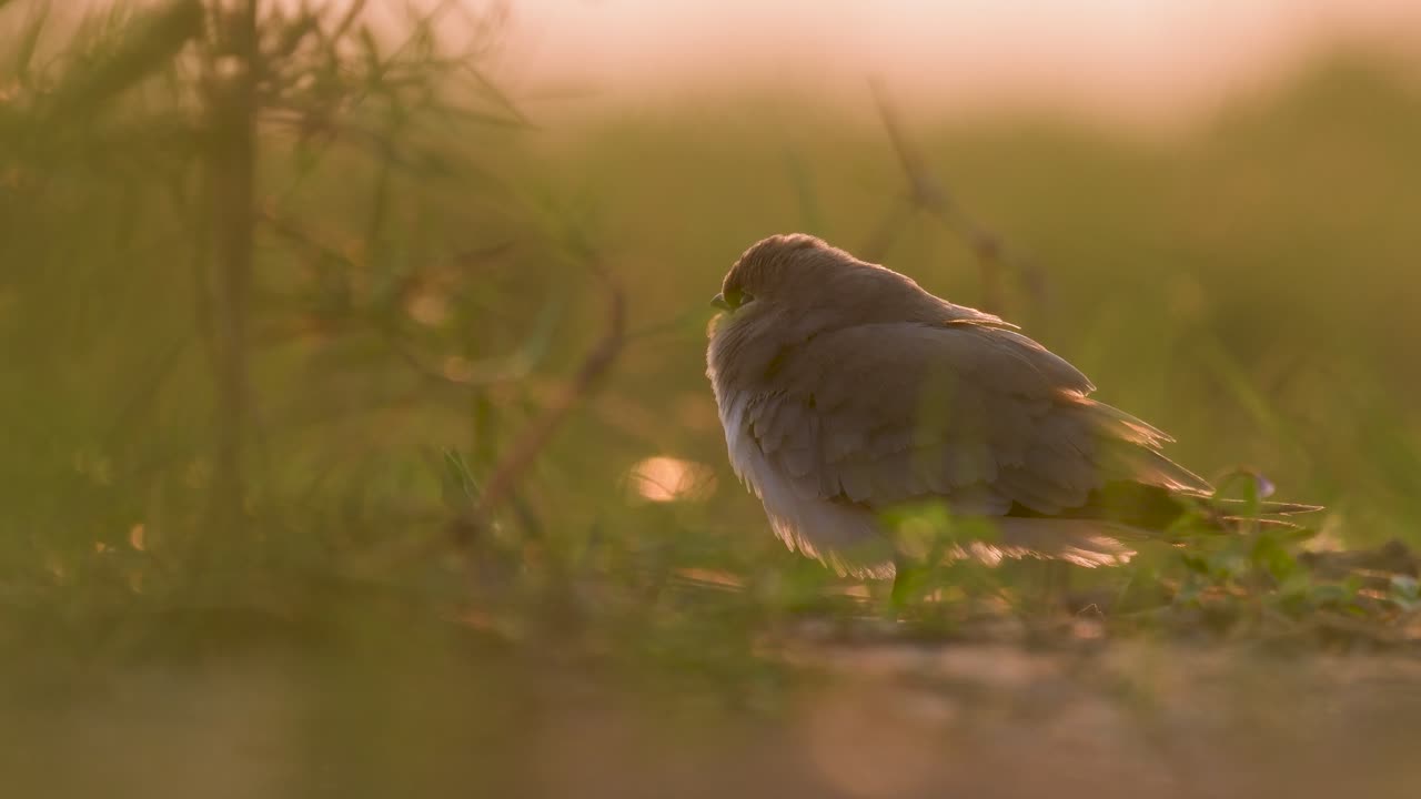 Una delicata Glaréola minore è catturata con grande dettaglio, la sua forma splendidamente delineata dalla calda retroilluminazione dorata di un tramonto del Punjab