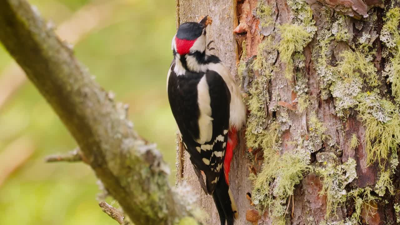gran pájaro carpintero manchado en un árbol en busca de comida. gran carpintero manchado (dendrocopos major) es un carpintero de tamaño mediano con plumaje negro y blanco y una mancha roja en la parte inferior del vientre