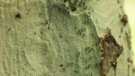 Las-Hormigas-Corren-Arriba-Y-Abajo-De-Un-Gran-árbol-En-Sudáfrica,-Cierran