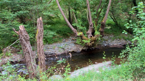 Río-Poco-Profundo-Atraviesa-El-Bosque-Mediterráneo,-En-Una-Isla-Mediterránea