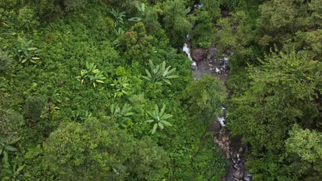 Video-De-Drones-De-Una-Jungla-Virgen-De-Sumatra---Indonesia