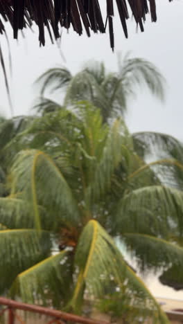 las palmeras en el paraíso tropical